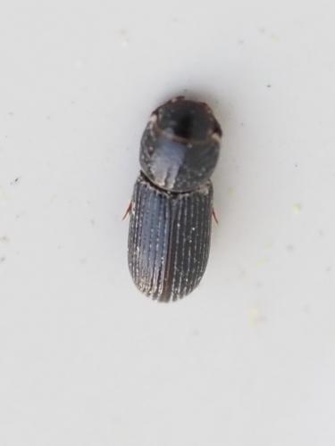 Pleurophorus caesus
